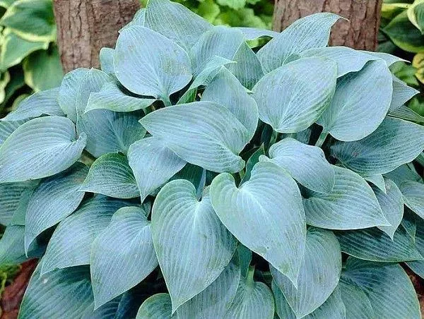 Хоста гибридная "Canadian Blue" (Канадиан Блю)