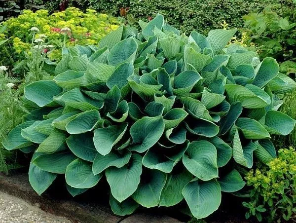 Хоста Зибольда "Elegans" (Элеганс)