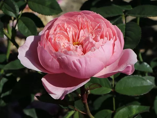 Роза английская "The Alnwick Rose" (Зе Алнвик роуз)