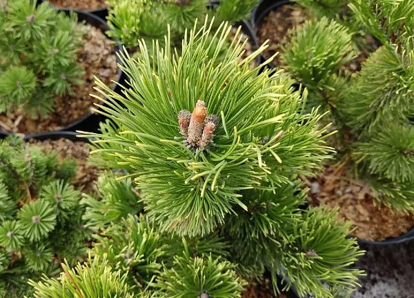 Сосна горная Пол Малетер Pinus mugo Pal Maleter хвоя
