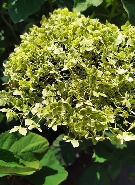 Гортензия древовидная Lime Rickey (Лайм Рики) фото