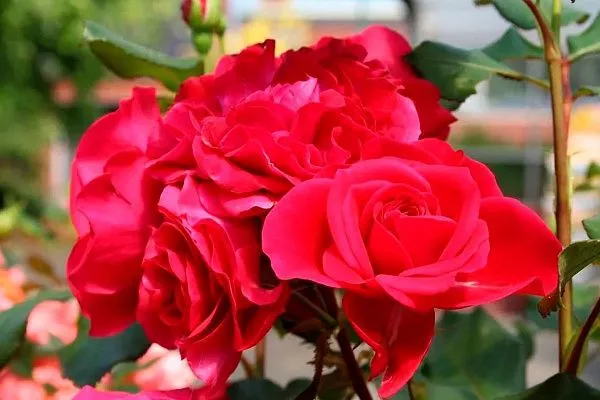 Роза "Rouge Meilove" (Руж Мейлав)