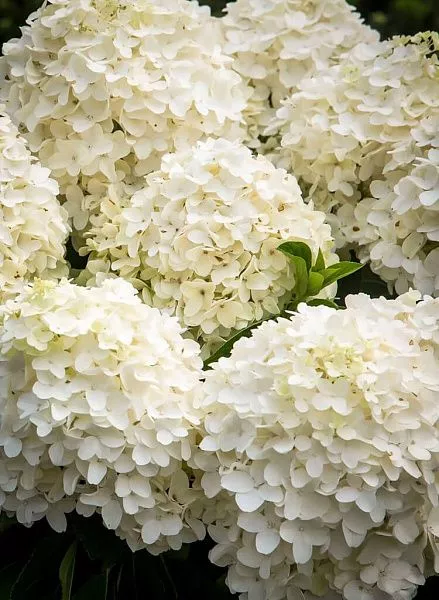 Гортензия метельчатая Summer Snow