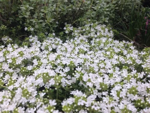 Тимьян ранний "Albiflorus" (Албифлорус)