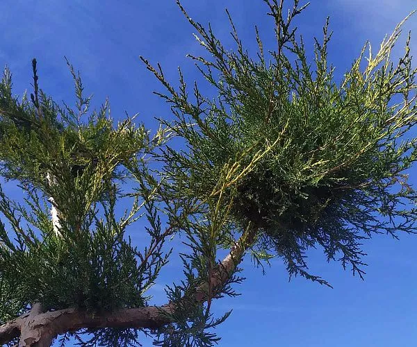 Можжевельник китайский Kuriwao Gold (Куривао Голд) Бонсай хвоя