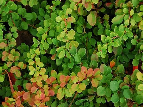 Барбарис тунберга "Green Ornament" (Грин Орнамент)