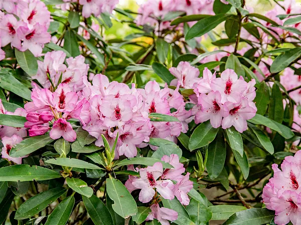 Rhododendron-Hybride-Danuta-TG-05