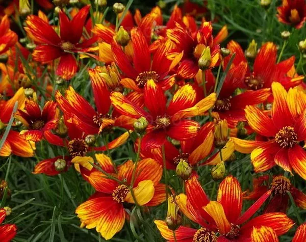 Кореопсис гибридный "Sunstar Orange" (Санстар Оранж)
