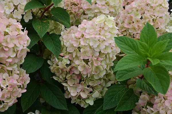 Гортензия метельчатая Sunday Fraise (Сандей Фрайз) Цветение