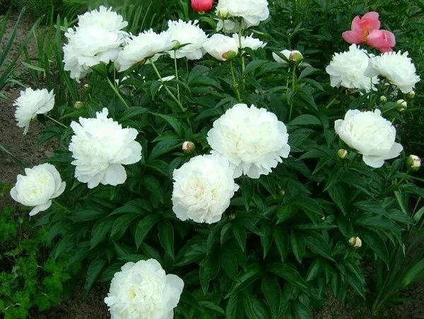 Пион молочноцветковый "White Sarah Bernhardt" (Вайт Сара Бернард)