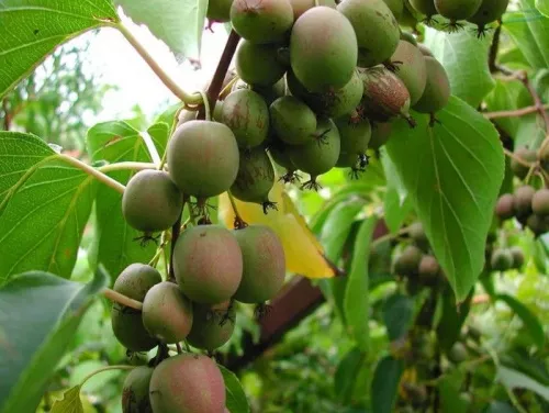 Актинидия китайская "Weiki" (Вейки) (женский)