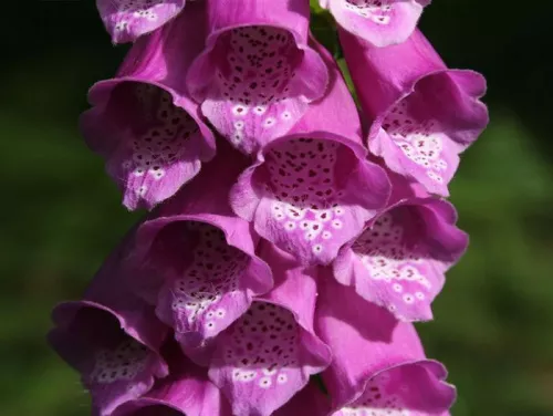 Наперстянка пурпурная "Dalmatian Purple Improved" (Далматиан Пурпл Импровед)
