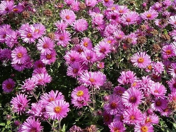 Астра новоанглийская "Barr`s Pink" (Барс Пинк)
