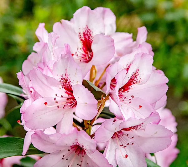 Rhododendron-Hybride-Danuta-TG-04