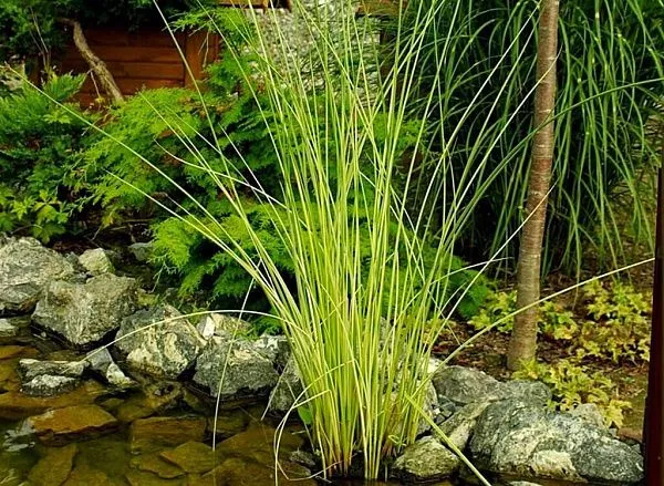 Камыш озерный Albescens