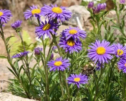 Астра альпийская "Dunkle Shone" (Данкл Шон)