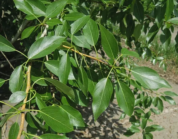 Тополь лавролистный / Populus laurifolia