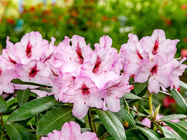 Rhododendron-Hybride-Danuta-TG-06