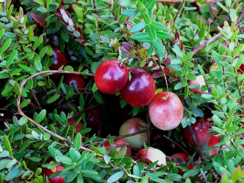 Клюква крупноплодная Cтивенс