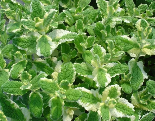 Мята ананасная "Variegata" (Вариегата)