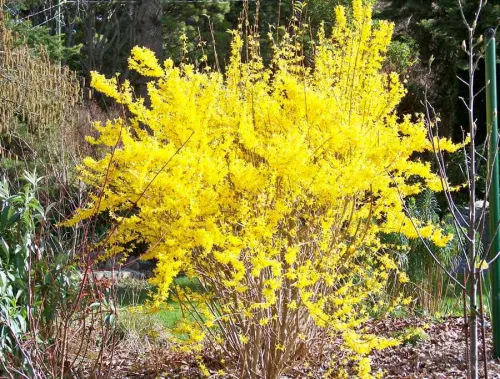 Форзиция промежуточная "Flojor" (Фложор)