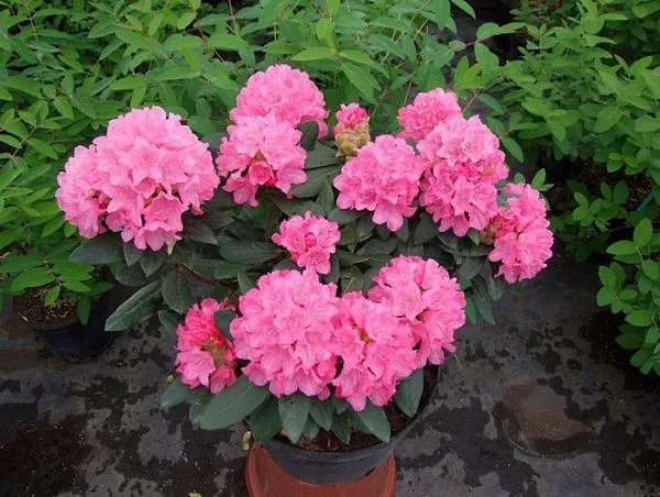 Рододендрон гибридный "Krolowa Bona " (Кролова Бона)