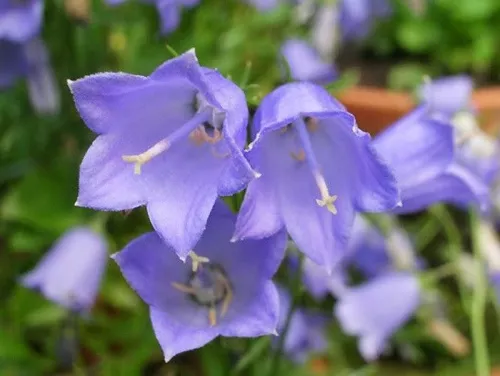 Колокольчик ложечницелистный "Bavaria Blue" (Бавария Блю)