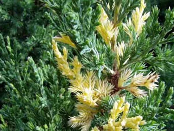 Можжевельник китайский "Variegata" (Вариегата)