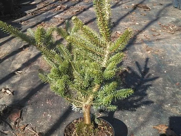 Пихта корейская "Bonsai Blue" (Бонсай блю)