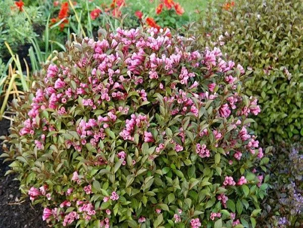 Вейгела цветущая "Nana Purpurea" (Нана Пурпурея)
