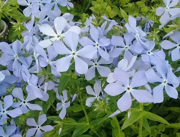 Флокс растопыренный "Clouds of Perfume" (Клаудс оф парфюм)