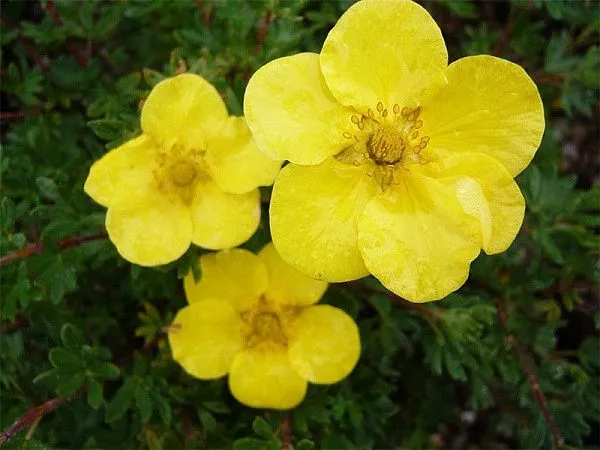 Лапчатка кустарниковая "Sommerflor" (Саммерфлор)