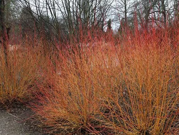 Дерен кроваво-красный "Anny's winter orange" (Энни`с Винтер Оранж)