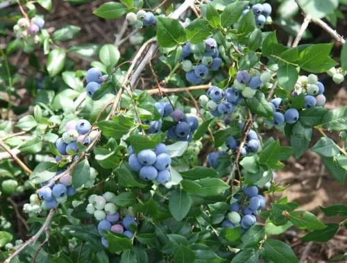 Голубика высокая "Denis Blue" (Денис блю) (средний)