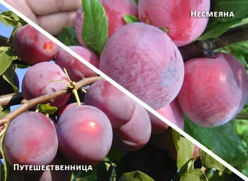 Слива домашняя "Путешественница + Несмеяна"