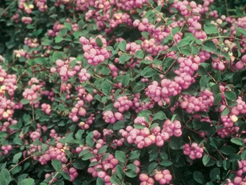 Снежноягодник Доренбоза "Magic Berry" (Меджик Берри)
