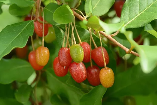 Лох многоцветковый (Гуми)