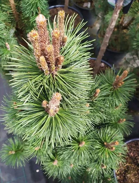 Сосна горная Columnaris (Колумнарис)саженцы