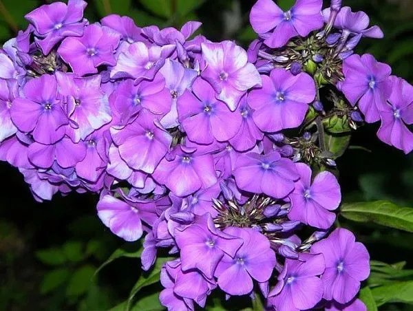 Флокс метельчатый "Blue Paradise" (Блю Парадайз)