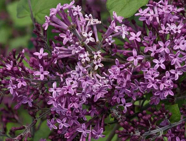 Сирень бумеранг Dark Purple купить