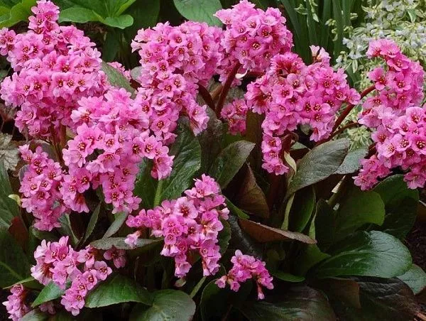 Бадан сердцелистный "Spring Fling" (Спринг Флинг)