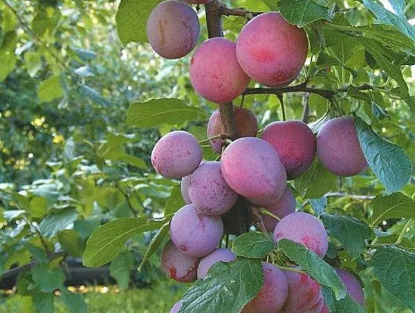 Слива домашняя "Деликатная розовая" (Част. самполодная)