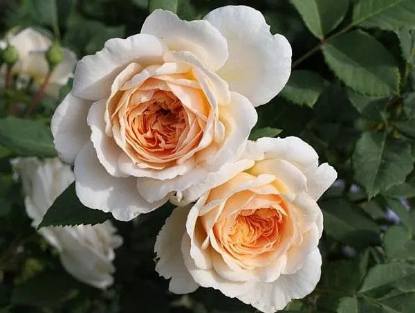 Роза парковая "Crocus Rose" (Крокус Роуз)
