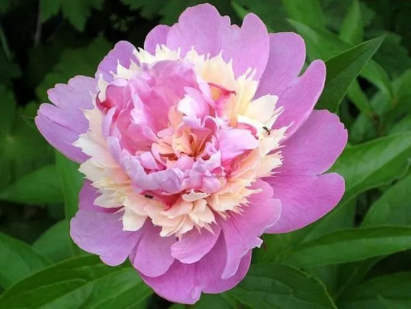Пион молочноцветковый "Sorbet" (Сорбет)