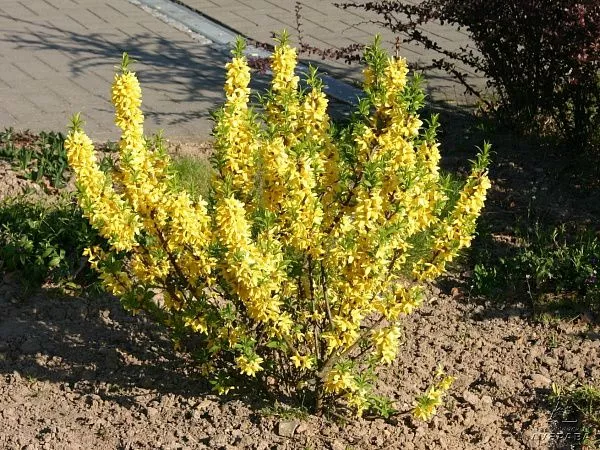 Форзиция промежуточная "Goldrausch" (Голдрауш)