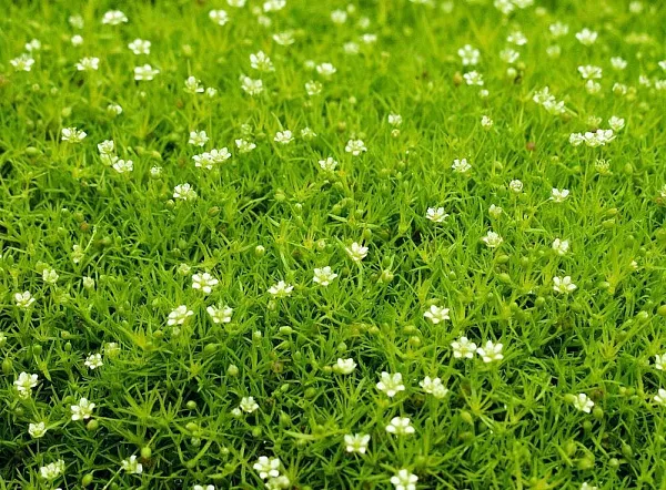 Мшанка шиловидная "Lime Moss" (Лайм Мосс)