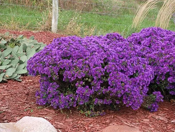 Астра кустарниковая "Purple Dom" (Пурпл Дом)
