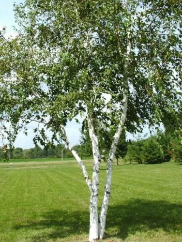 Береза обыкновенная / Betula alba