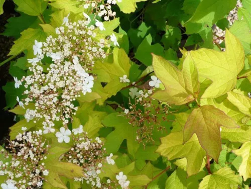 Калина обыкновенная "Park Harvest" (Парк Харвест)