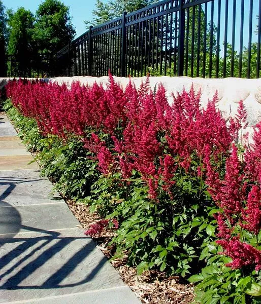 Астильба Арендса Burgundy Red в ландшафтном дизайне